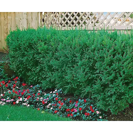 Pflanzen für dich  Heimische Eibe 100-125 cm