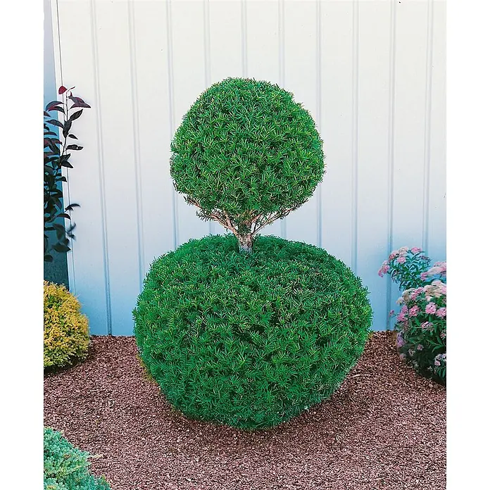 Pflanzen für dich Heimische Eibe 150-175 cm - Taxus cuspidata, Aktuelle Wuchshöhe: 150 cm - 175 cm - Doppelball-Formschnittpflanze mit leuchtend grünem Laub in einem Landschaftsgarten.