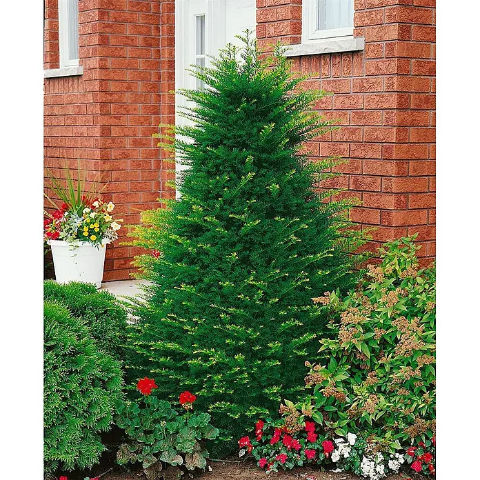 Pflanzen für dich Heimische Eibe 150-175 cm - Taxus cuspidata, Aktuelle Wuchshöhe: 150 cm - 175 cm - Hoher, schlanker grüner Nadelbaum mit gelben Spitzen, in einem Blumenbeet vor einem Backsteinhaus gepflanzt.