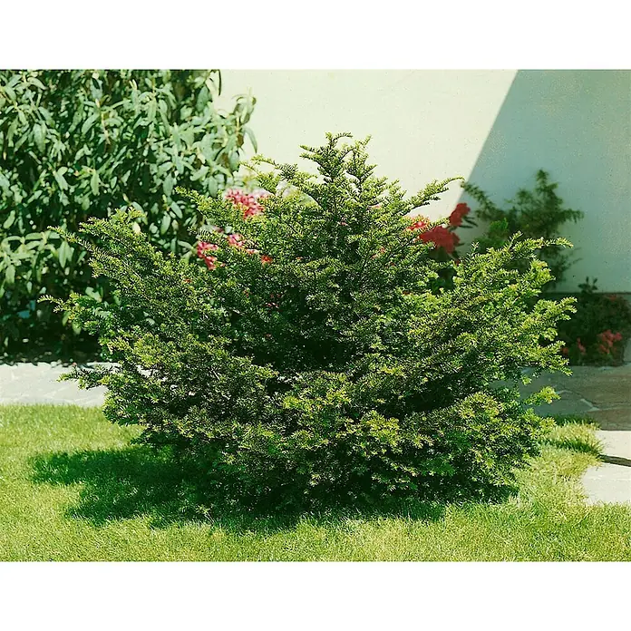 Pflanzen für dich Heimische Eibe 150-175 cm - Taxus cuspidata, Aktuelle Wuchshöhe: 150 cm - 175 cm - Dichter, immergrüner Strauch mit leuchtend grünem Laub, in einer Gartenumgebung gepflanzt.