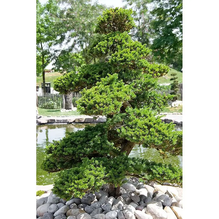 Pflanzen für dich Heimische Eibe 150-175 cm - Taxus cuspidata, Aktuelle Wuchshöhe: 150 cm - 175 cm - Skulptierter grüner Formschnittbaum mit strukturiertem Laub, inmitten grauer Steine an einem Teich im Garten.