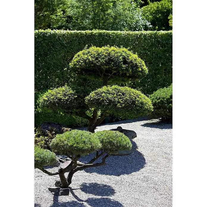 Pflanzen für dich Heimische Eibe 20-30 cm - Taxus baccata, Aktuelle Wuchshöhe: 20 cm - 30 cm - Sorgfältig geschnittene immergrüne Bäume in einem japanischen Kiesgarten mit dichter grüner Hecke.