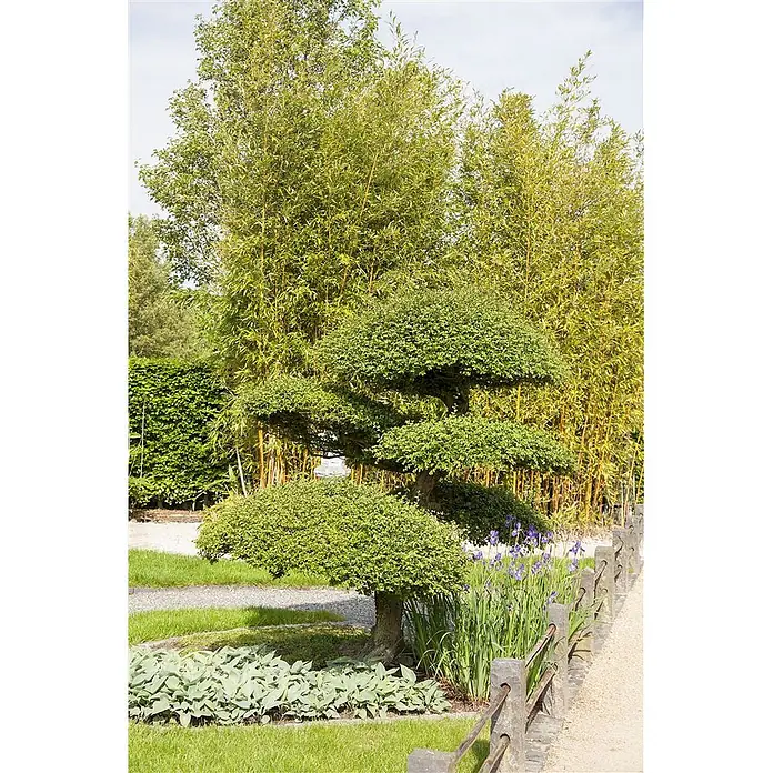 Pflanzen für dich Heimische Eibe 20-30 cm - Taxus baccata, Aktuelle Wuchshöhe: 20 cm - 30 cm - Üppige Gartenszene mit einem gestuften grünen Baum, Bambus, Funkien, Iris und einem rustikalen Zaun entlang eines Weges.
