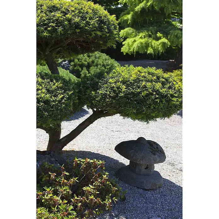 Pflanzen für dich Heimische Eibe 20-30 cm - Taxus baccata, Aktuelle Wuchshöhe: 20 cm - 30 cm - Graue Steinlaterne mit gestuftem Dach auf Kies neben einem geformten Baum in einem japanischen Garten.