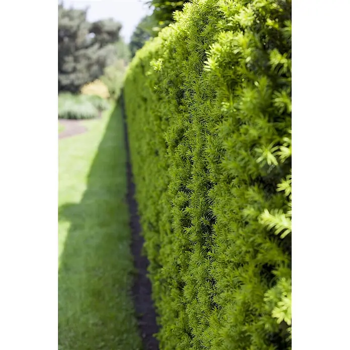 Pflanzen für dich Heimische Eibe 20-30 cm - Taxus baccata, Aktuelle Wuchshöhe: 20 cm - 30 cm - Lebendige grüne Hecke als Abgrenzung zu einem gepflegten Rasen im Garten.