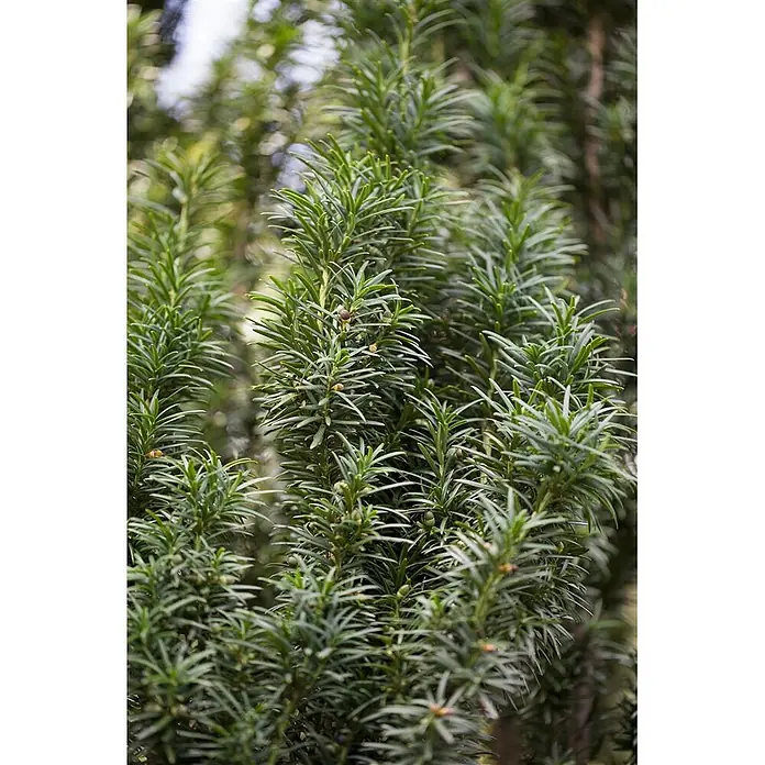 Pflanzen für dich Becher-Eibe 40-50 cm - Taxus × media 'Straight Hedge', Aktuelle Wuchshöhe: 40 cm - 50 cm - Saftig grüne Eibenzweige mit dichtem, nadelartigem Laub und kleinen, unreifen Beeren.