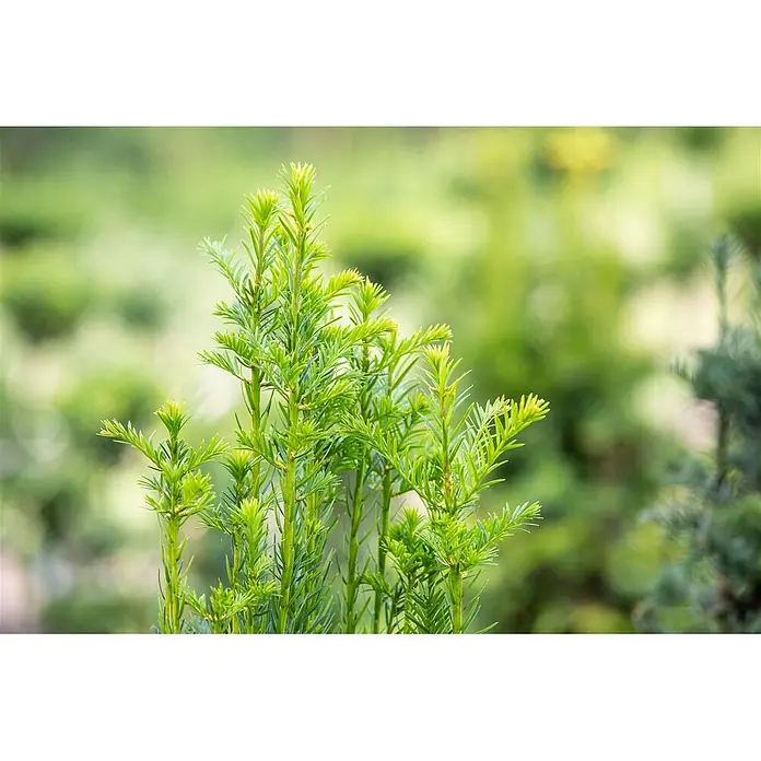 Pflanzen für dich Becher-Eibe 50-60 cm - Taxus baccata 'Fastigiata', Aktuelle Wuchshöhe: 50 cm - 60 cm - Nahaufnahme von leuchtend grünen Pflanzenkeimlingen mit nadelförmigen Blättern, die frisches Wachstum zeigen.