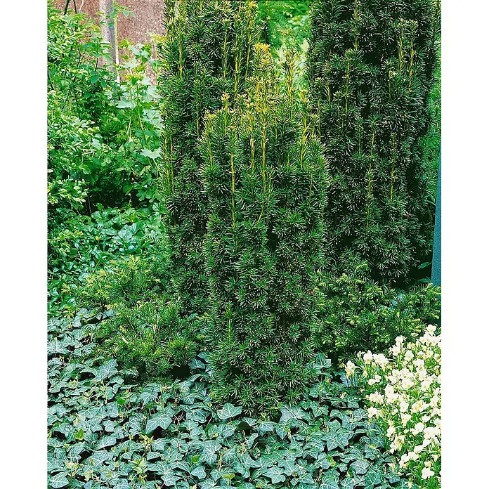 Pflanzen für dich Becher-Eibe 50-60 cm - Taxus baccata 'Fastigiata', Aktuelle Wuchshöhe: 50 cm - 60 cm - Säulen-Eiben mit sattgrünem Laub und hellem Neuaustrieb, im Garten mit Bodendecker bepflanzt.