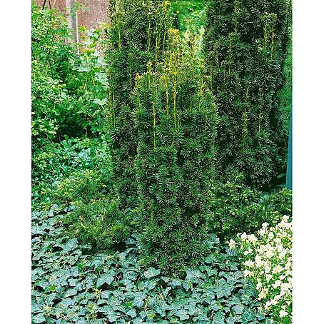 Pflanzen für dich  Becher-Eibe 50-60 cm
