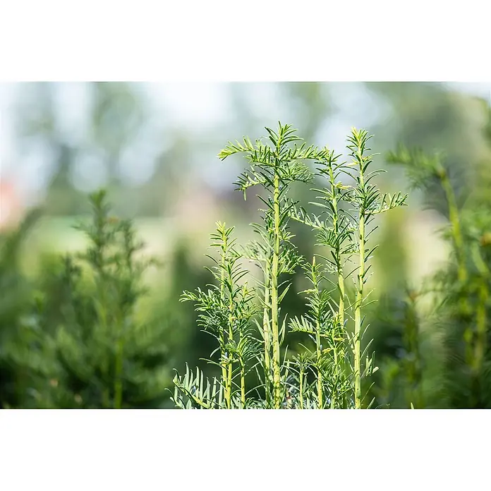 Pflanzen für dich Becher-Eibe 50-60 cm - Taxus baccata 'Fastigiata', Aktuelle Wuchshöhe: 50 cm - 60 cm - Lebhaft grüne Pflanzentriebe mit schmalen Blättern.