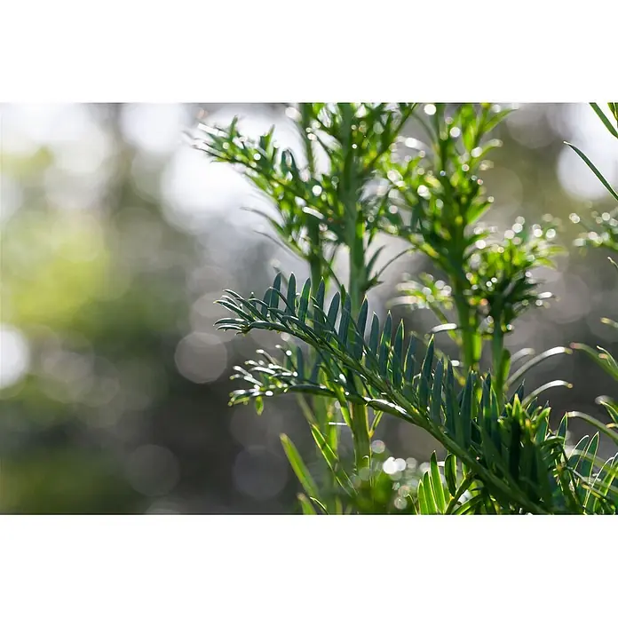 Pflanzen für dich Becher-Eibe 50-60 cm - Taxus baccata 'Fastigiata', Aktuelle Wuchshöhe: 50 cm - 60 cm - Helles grünes Pflanzenlaub mit Sonnenlicht auf den Blättern und weichem, verschwommenem natürlichem Hintergrund.