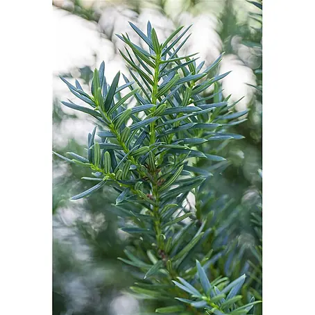 Pflanzen für dich  Becher-Eibe 50-60 cm