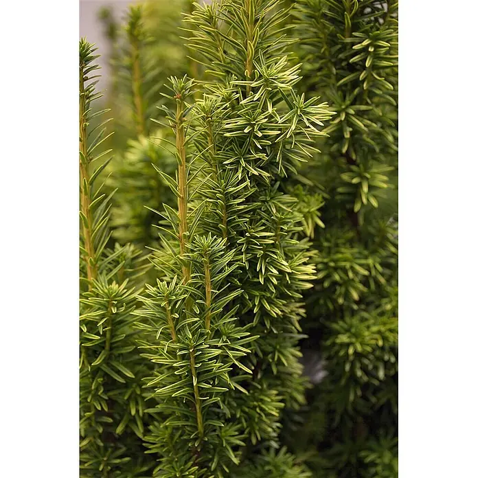 Pflanzen für dich Becher-Eibe 100-125 cm - Taxus media 'Stefania', Aktuelle Wuchshöhe: 100 cm - 125 cm - Nahaufnahme einer Konifere mit dunkelgrünen, nadelartigen Blättern, teils mit hellgelben Spitzen.