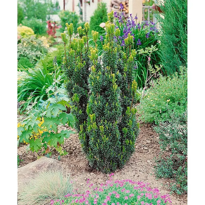 Pflanzen für dich Becher-Eibe 60-70 cm - Taxus media 'Hicksii', Aktuelle Wuchshöhe: 60 cm - 70 cm - Ein schlanker, aufrechter immergrüner Strauch mit dichtem, dunkelgrünem Nadelwerk und hellgrünem Neuaustrieb, im Gartenbeet.