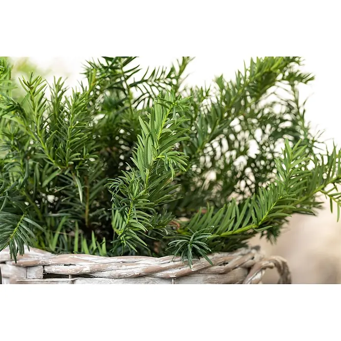 Pflanzen für dich Becher-Eibe 20-25 cm - Taxus baccata 'Repandens', Aktuelle Wuchshöhe: 20 cm - 25 cm - Üppiges grünes Laub in einem dekorativen hellen Weidenkorb.