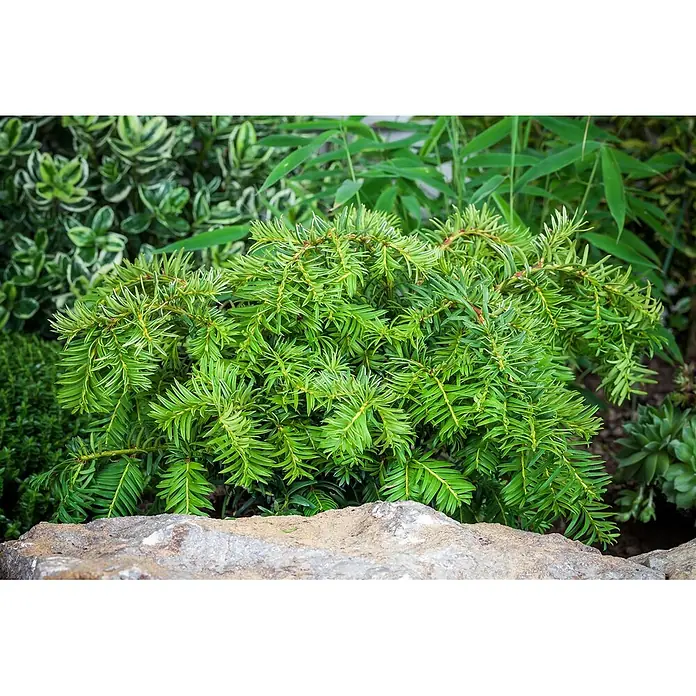 Pflanzen für dich Becher-Eibe 20-25 cm - Taxus baccata 'Repandens', Aktuelle Wuchshöhe: 20 cm - 25 cm - Dichter, grüner immergrüner Strauch mit nadelartigen Blättern, hinter einem Felsen platziert.