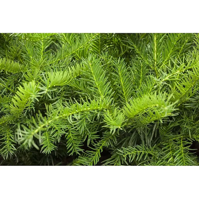 Pflanzen für dich Becher-Eibe 20-25 cm - Taxus baccata 'Repandens', Aktuelle Wuchshöhe: 20 cm - 25 cm - Dichtes grünes Laub mit nadelförmigen Blättern, das eine lebendige, dichte Textur bildet.