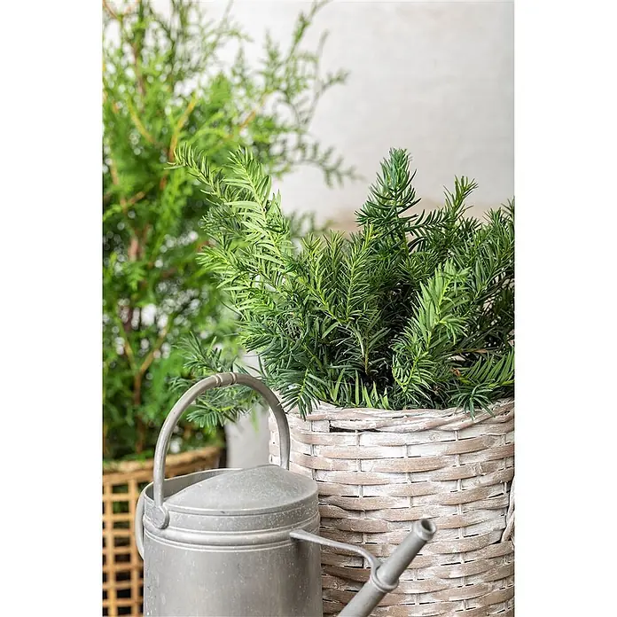 Pflanzen für dich Becher-Eibe 20-25 cm - Taxus baccata 'Repandens', Aktuelle Wuchshöhe: 20 cm - 25 cm - Weiß gekalkter Flechtkorb mit grünen Nadelbaumzweigen, daneben eine Vintage-Metallgießkanne.