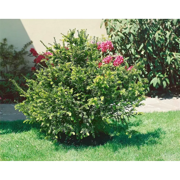 Pflanzen für dich Heimische Eibe 20-30 cm - Taxus baccata 'Renke's Kleiner Grüner', Aktuelle Wuchshöhe: 20 cm - 30 cm - Ein kompakter, leuchtend grüner immergrüner Strauch gedeiht in einem Gartenrasen, mit variiertem grünem Laub.