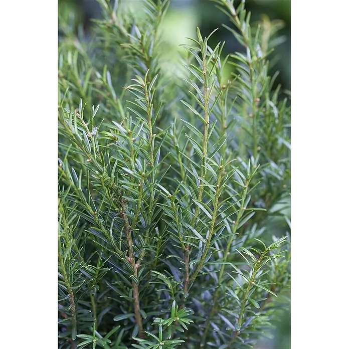 Pflanzen für dich Heimische Eibe 20-30 cm - Taxus baccata 'Renke's Kleiner Grüner', Aktuelle Wuchshöhe: 20 cm - 30 cm - Nahaufnahme von leuchtend grünem immergrünem Laub mit schlanken nadelförmigen Blättern und dünnen Stielen.