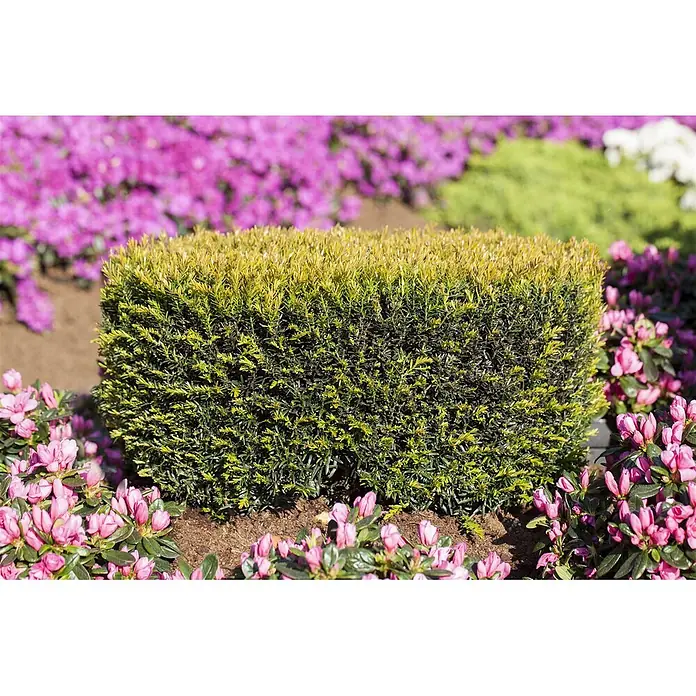 Pflanzen für dich Heimische Eibe 20-30 cm - Taxus baccata 'Renke's Kleiner Grüner', Aktuelle Wuchshöhe: 20 cm - 30 cm - Eine rechteckige Hecke mit grünem und gelbem Laub, in einem Garten umgeben von rosafarbenen Blütenpflanzen.