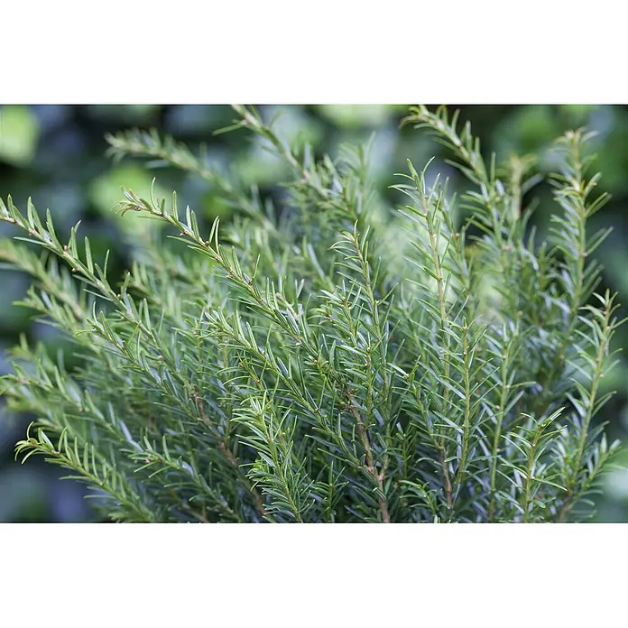 Pflanzen für dich Heimische Eibe 20-30 cm - Taxus baccata 'Renke's Kleiner Grüner', Aktuelle Wuchshöhe: 20 cm - 30 cm - Dichter grüner Strauch mit schmalen, nadelförmigen Blättern.