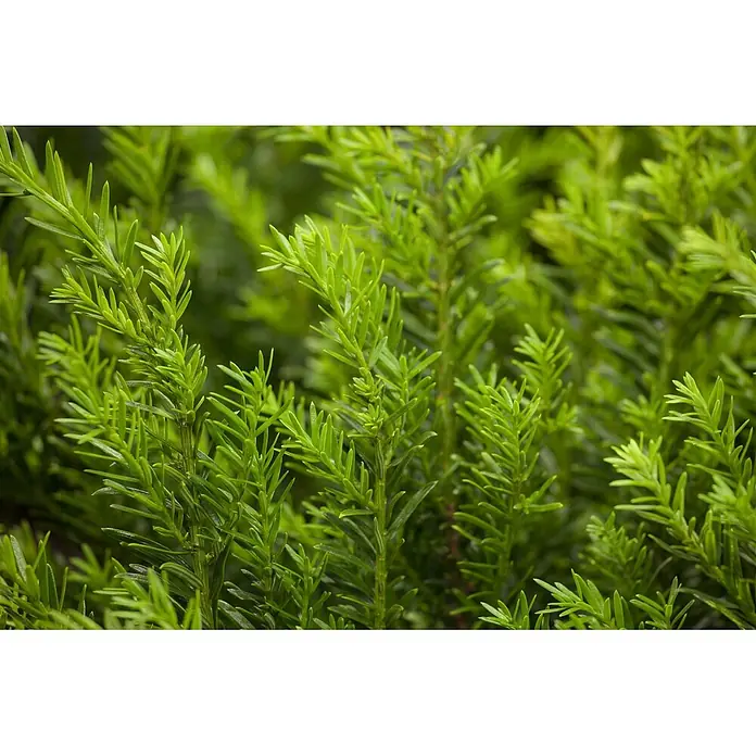 Pflanzen für dich Heimische Eibe 20-30 cm - Taxus baccata 'Renke's Kleiner Grüner', Aktuelle Wuchshöhe: 20 cm - 30 cm - Nahaufnahme von frischem, hellgrünem Nadelbaumlaub.