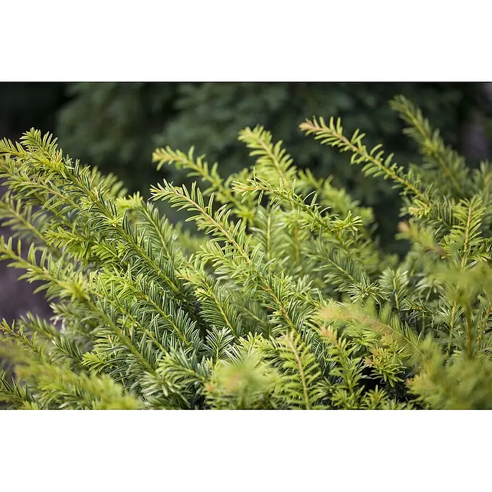 Pflanzen für dich Becher-Eibe 20-25 cm - Taxus baccata 'Golden Nugget', Aktuelle Wuchshöhe: 20 cm - 25 cm - Nahaufnahme von leuchtend grünem Pflanzenlaub mit hellerem Neuaustrieb, mit nadelartigen Blättern.