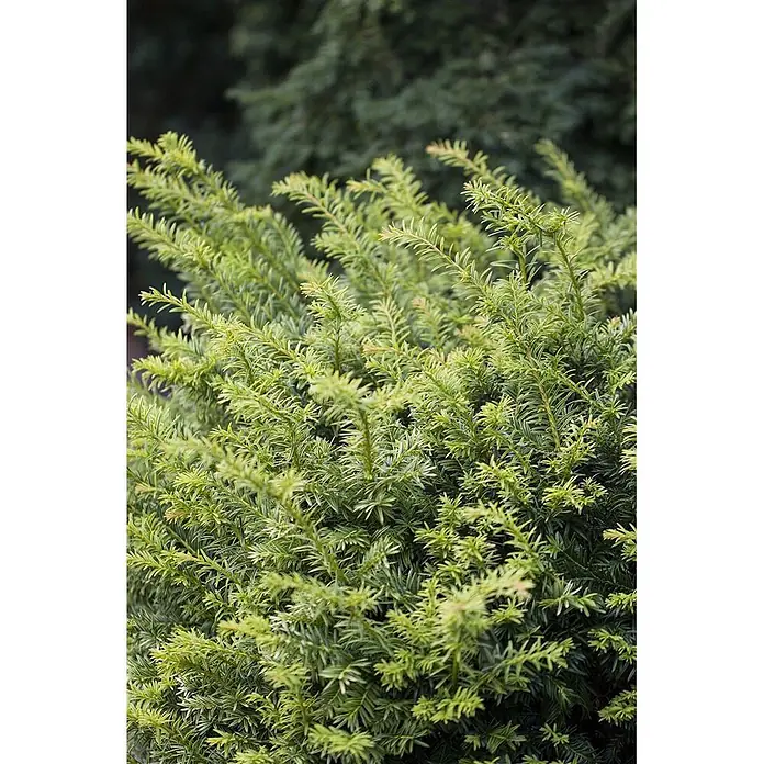 Pflanzen für dich Becher-Eibe 20-25 cm - Taxus baccata 'Golden Nugget', Aktuelle Wuchshöhe: 20 cm - 25 cm - Naheinstellung eines leuchtend grünen Strauchs mit dichten, nadelförmigen Blättern.