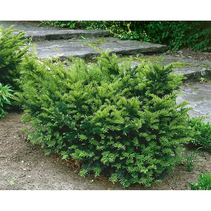 Pflanzen für dich Heimische Eibe 25-30 cm - Taxus × media 'Farmen', Aktuelle Wuchshöhe: 25 cm - 30 cm - Ein dichter, hellgrüner, immergrüner Strauch mit Nadelblättern, in einem Garten neben Steinstufen gepflanzt.