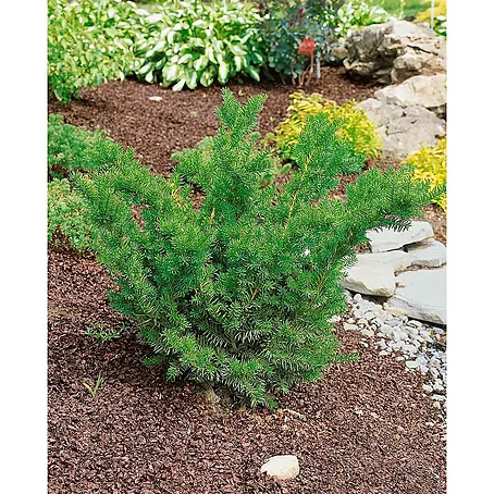 Pflanzen für dich  Heimische Eibe 25-30 cm