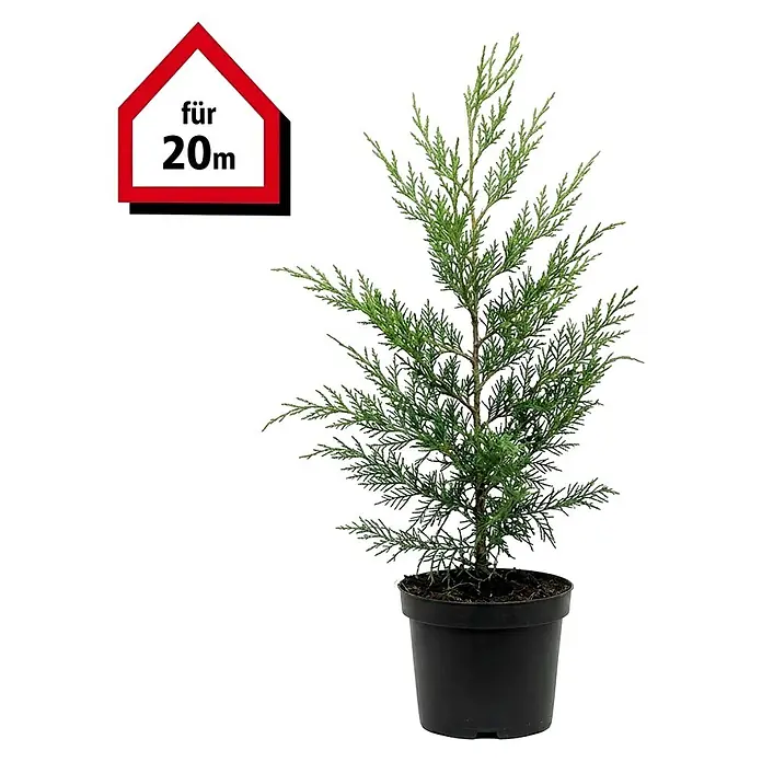 Leyland-Zypresse - 60 cm - 80 cm, Cupressocyparis leylandii, 60 Stk. - Junger Nadelbaum im schwarzen Topf, beschriftet mit 'für 20m'.