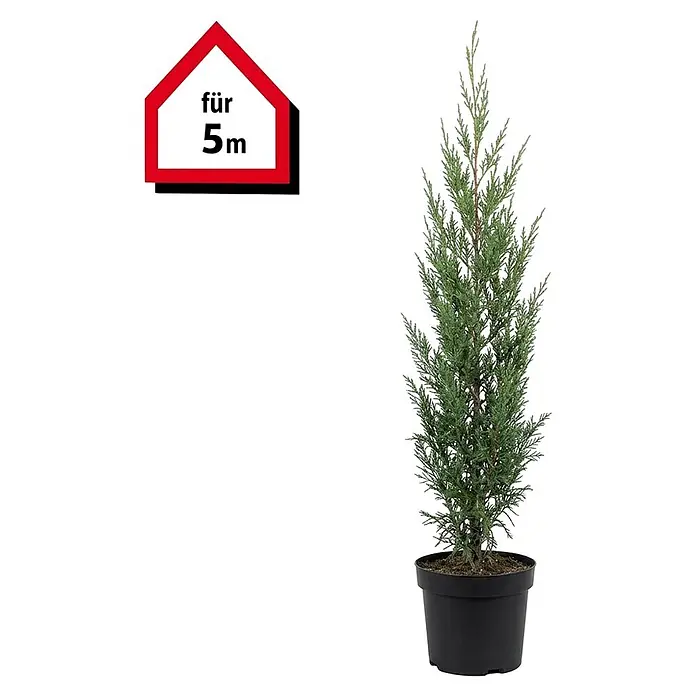 Leyland-Zypresse - 60 cm - 80 cm, Cupressocyparis leylandii, 15 Stk. - Schlanke, immergrüne Pflanze im schwarzen Topf, mit Grafik 'für 5m' (Wuchshöhe oder Pflanzabstand).