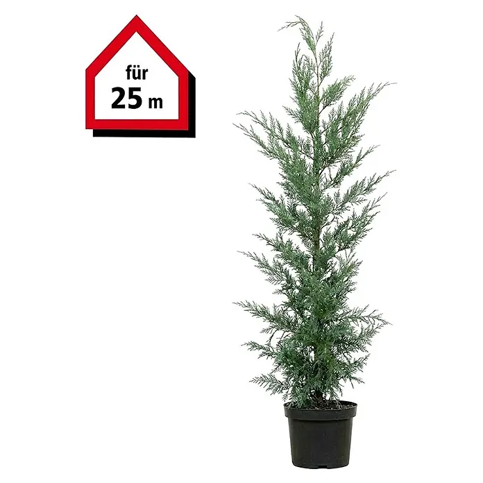 Piardino Leyland-Zypresse - 100 cm - 125 cm, Cupressocyparis leylandii, 75 Stk. - Topf-Nadelbaum mit blaugrauem Laub und Hinweis 'für 25 m'.