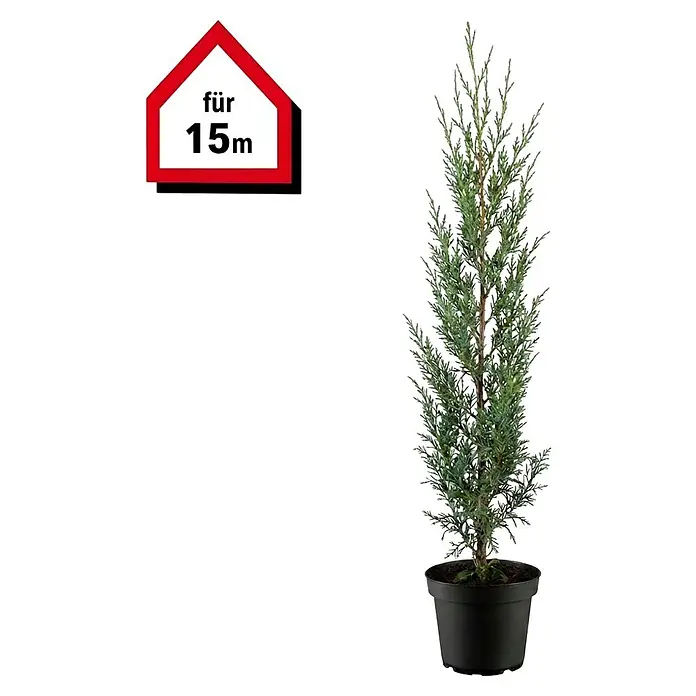 Piardino Leyland-Zypresse - 80 cm - 100 cm, Cupressocyparis leylandii, 45 Stk. - Schlanke Konifere im schwarzen Topf mit blaugrünen Nadeln. Kann bis zu 15m hoch werden, ideal für Landschaftsgestaltung.