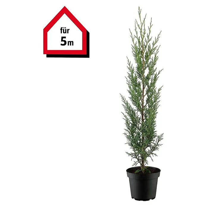 Piardino Leyland-Zypresse - 80 cm - 100 cm, Cupressocyparis leylandii, 15 Stk. - Hohe grüne Konifere im schwarzen Topf, mit rotem Haussymbol 'für 5m'.