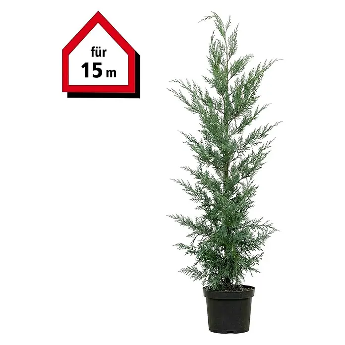 Piardino Leyland-Zypresse - 100 cm - 125 cm, Cupressocyparis leylandii, 45 Stk. - Ein Koniferenbaum im Topf mit einem Haus-Etikett, das "für 15 m" anzeigt.