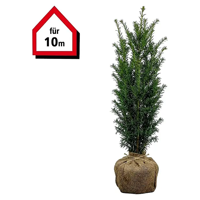 Piardino Heimische Eibe - 60 cm - 80 cm, Taxus baccata, 30 Stk. online  kaufen bei BAUHAUS