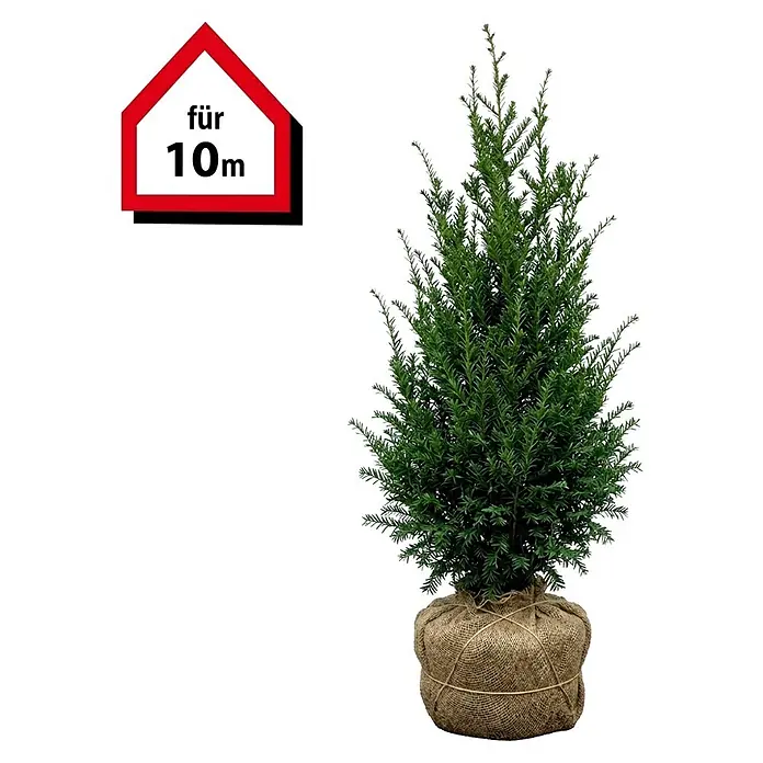 Piardino Heimische Eibe - 80 cm - 100 cm, Taxus baccata, 30 Stk. online  kaufen bei BAUHAUS
