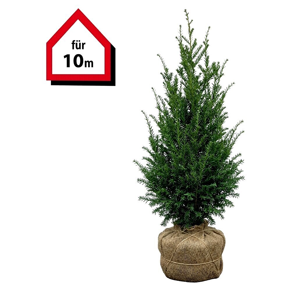 die königin der nacht kaktus Selenicereus Grandiflorus 'Königin der Nacht' main image 1