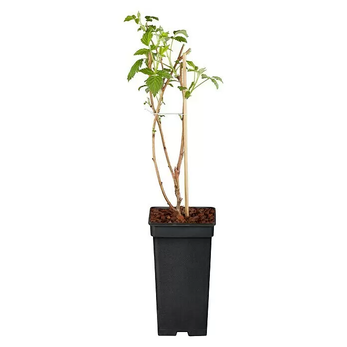 Piardino Himbeere Malling Promise - Rubus idaeus, Erntezeit: August - Vorderansicht