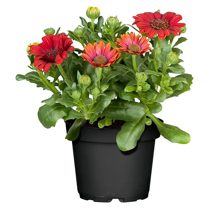Piardino Kapkörbchen - Osteospermum ecklonis, Topfgröße: 14 cm, Sortenabhängig - Ein Topf mit einer Osteospermum-Pflanze, die bunte Blüten in Rot- und Orangetönen zeigt, mit grünen Blättern und Knospen.