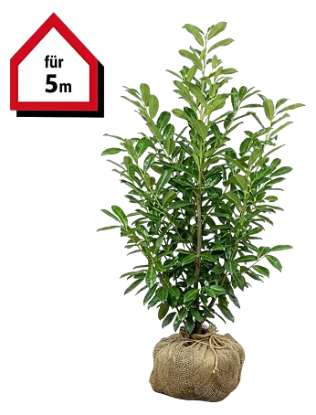 Piardino Kirschlorbeer Genolia - Aktuelle Wuchshhe: 80 cm - 100 cm, Prunus  laurocerasus 'Genolia', 10 Stk. online kaufen bei BAUHAUS