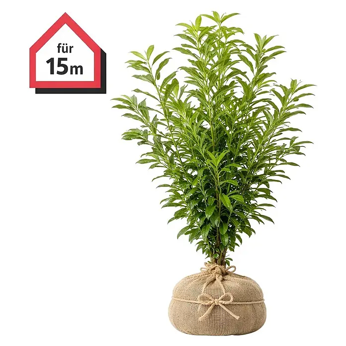 monstera grow light Monstera Plant Care - How to Grow Monstera deliciosa main image 1