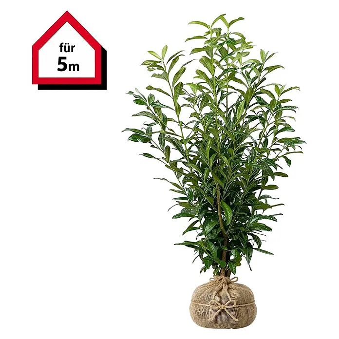 was kostet portugiesischer kirschlorbeer Portugiesische Kirschlorbeer Prunus lusitanica 'Angustifolia' 40-60 cm –  Pflanzen247 main image 0
