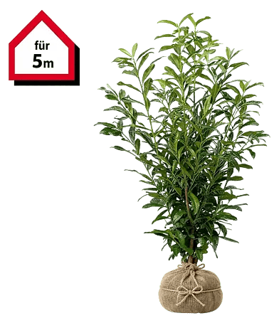 Piardino Kirschlorbeer Genolia - 100 cm - 125 cm, Prunus laurocerasus  'Genolia', 10 Stk. online kaufen bei BAUHAUS