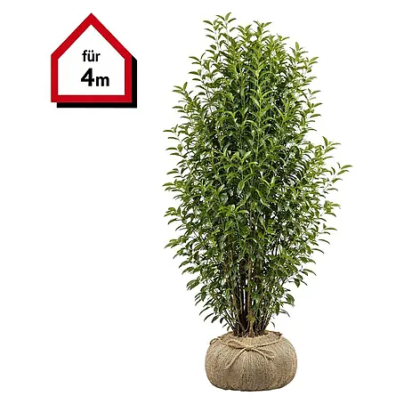 Piardino Kirschlorbeer Novita - 175 cm - 200 cm, Prunus laurocerasus 'Novita',  12 Stk. online kaufen bei BAUHAUS