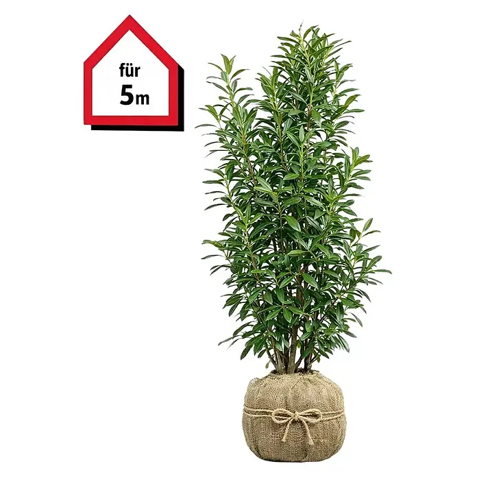 monstera kaufen groß XXL Monstera mit Stab bestellen – Green Me Up main image 0
