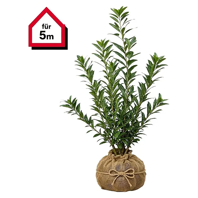 Piardino Kirschlorbeer Caucasica - 100 cm - 125 cm, Prunus laurocerasus 'Caucasica', 10 Stk. - Grüne Pflanze im Jute-Wurzelballen, mit Schnur gebunden. Schild: 'für 5m'.
