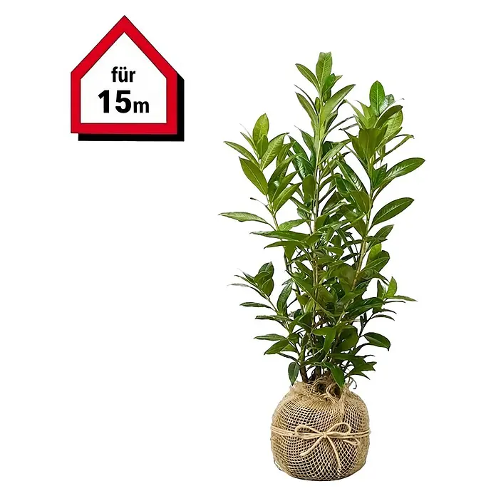 Piardino Kirschlorbeer Caucasica - 80 cm - 100 cm, Prunus laurocerasus 'Caucasica', 30 Stk. - Junge Pflanze mit grünen Blättern und wurzelballen in Jute, daneben ein Haus-Schild 'für 15m'.